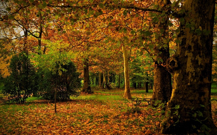 Autumn park with fallen leaves and trees