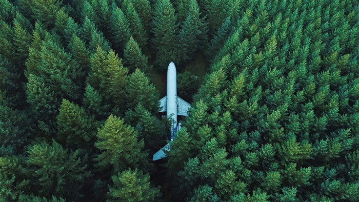 Plane in the middle of a forest 4K