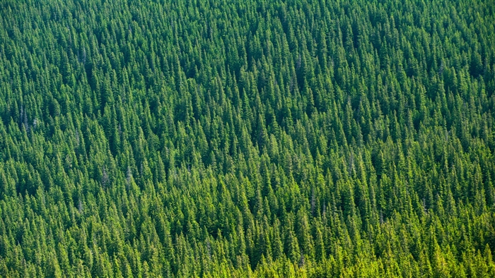 Aerial View of Dense Green Forest 4K
