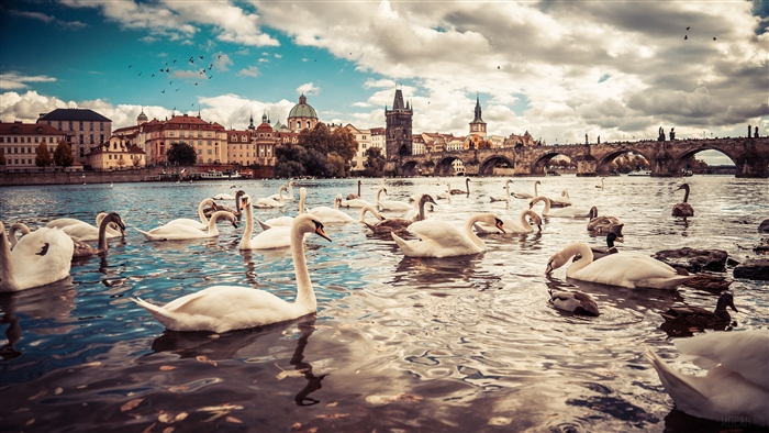 Swans on the Vltava River in Prague, Czech Republic 4K