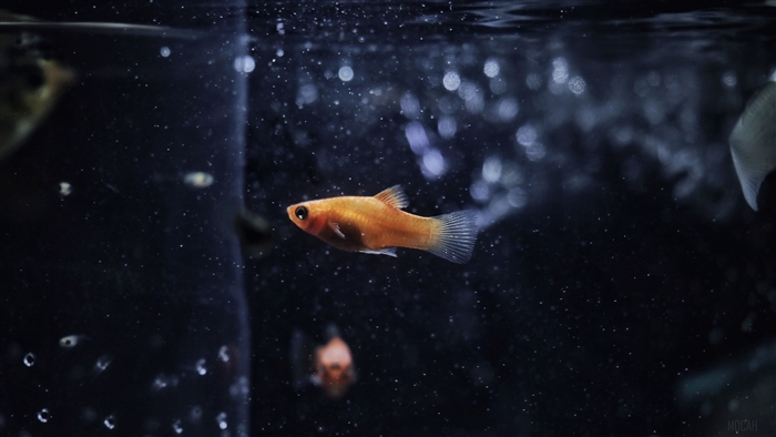 Orange fish in aquarium 4K