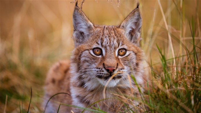 Lynx in tall grass 4K
