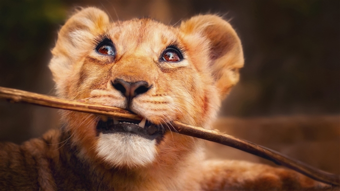 Lion cub with stick in mouth 4K