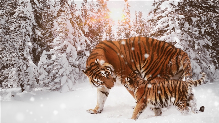 Tiger with cub in snowy forest 4K