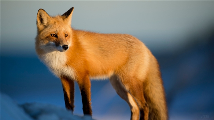 Red Fox in Winter Landscape 4K