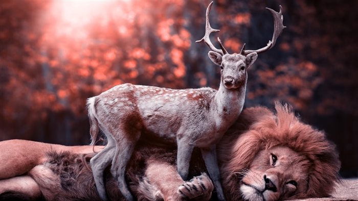 Lion and Deer in Forest 4K