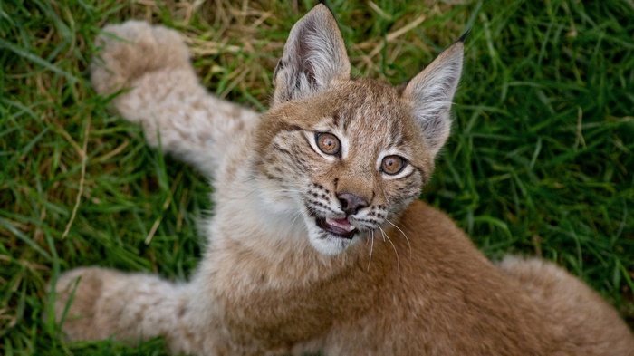 A young lynx cub lying on grass
