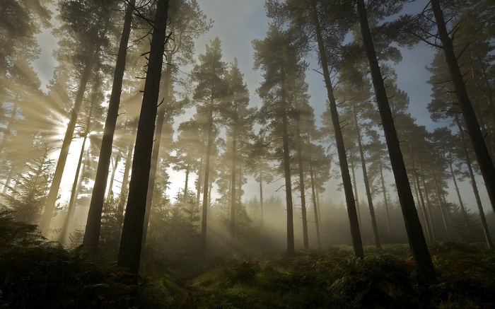 Sunbeams through a misty pine forest