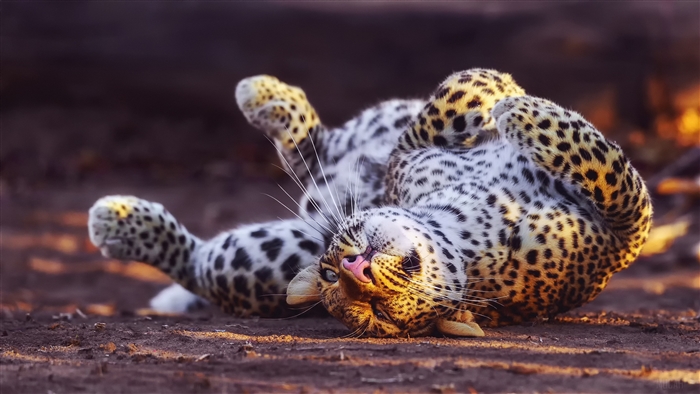 Leopard playing on the ground 4K