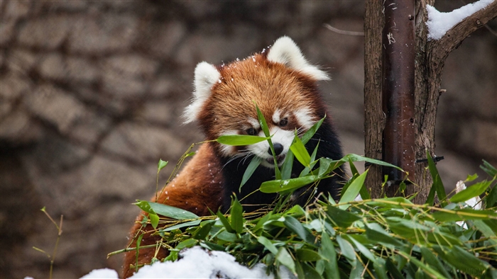Red Panda eating bamboo in snow