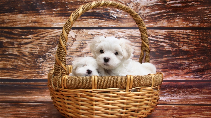 Two Maltese puppies in a basket