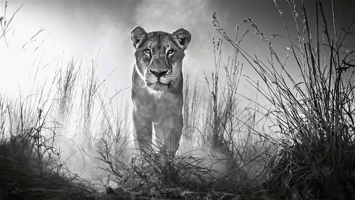 Lion in tall grass, black and white 4K