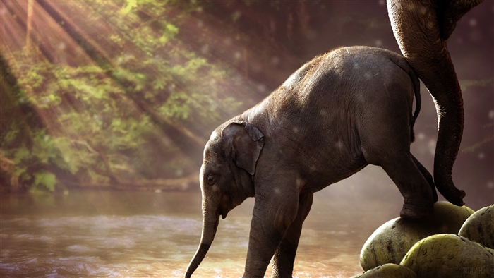 Baby Elephant Drinking Water