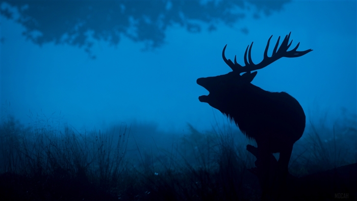Deer roaring in the fog 4k