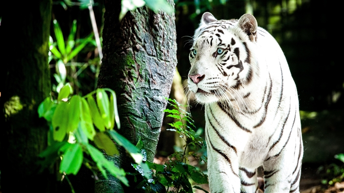 White Tiger in Forest 4K
