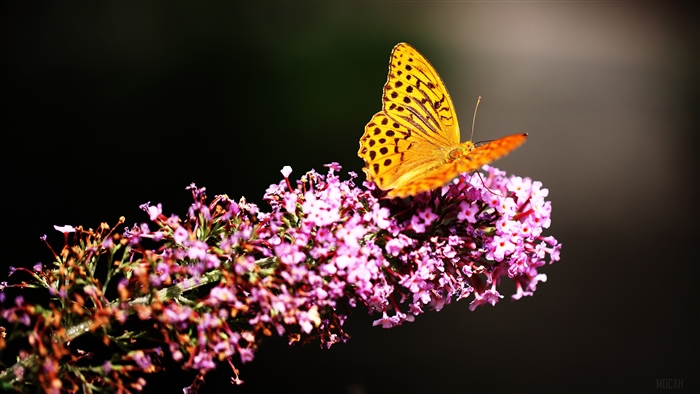 Beautiful Butterfly