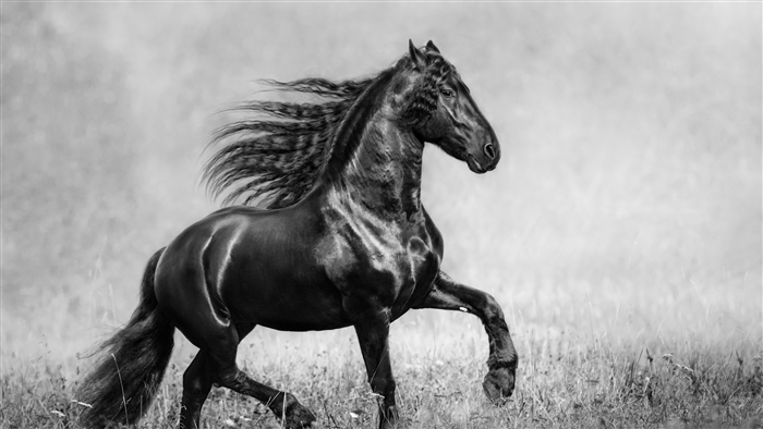 Black Friesian Horse Running in Field 4K