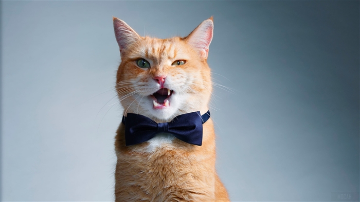 Orange cat wearing a bow tie 4K