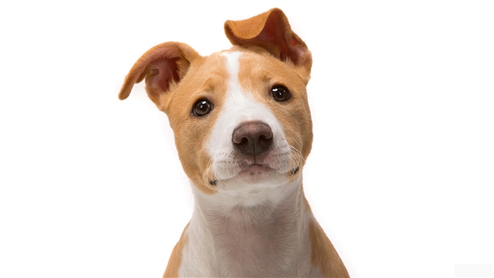 Jack Russell Terrier puppy looking curious