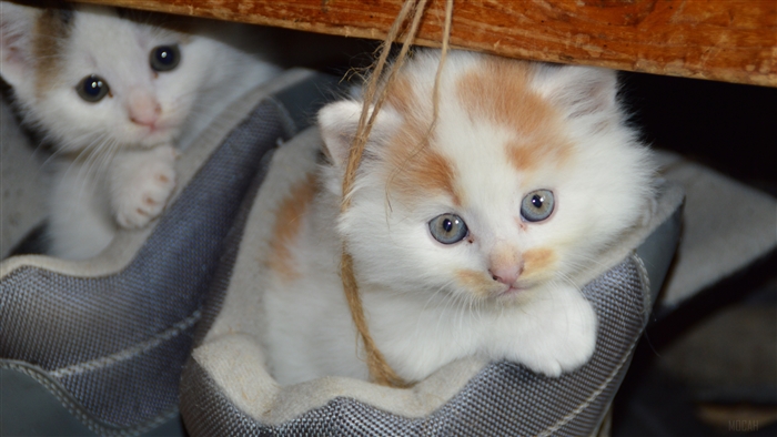Two Kittens in Boots
