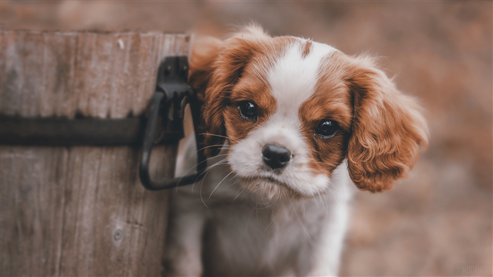 Cute Cavalier King Charles Spaniel Puppy