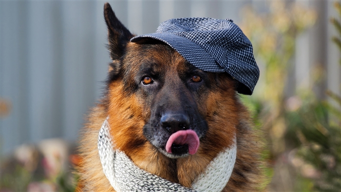 German Shepherd wearing a cap and scarf