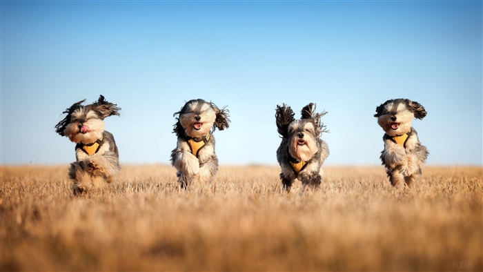 Four Schnauzer Dogs Running in Field 4K