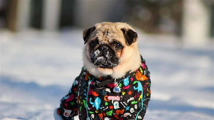 Pug in a colorful jacket in the snow 4K