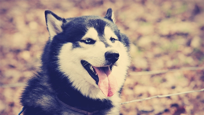 Siberian Husky dog with blue eyes