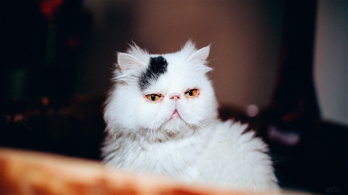 White Persian Cat with Black Spot 4K