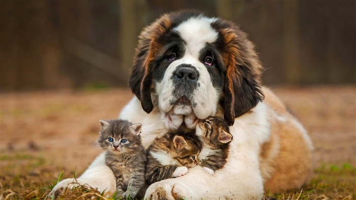 Saint Bernard Dog with Kittens 4K