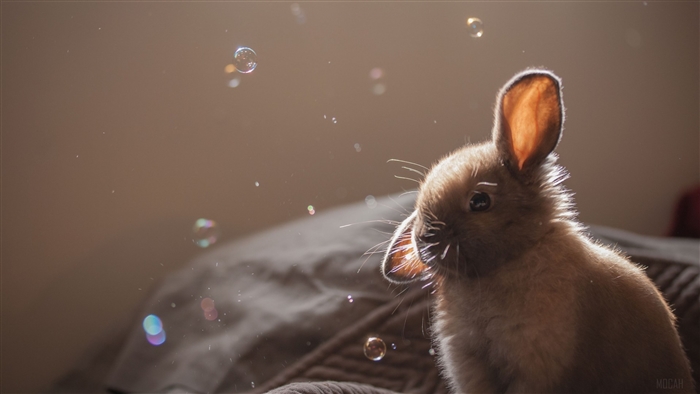 Cute Rabbit with Bubbles in Soft Light 4K