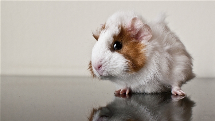 Guinea Pig 4K