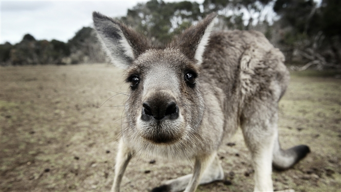 Funny Kangaroo Close-up 4K