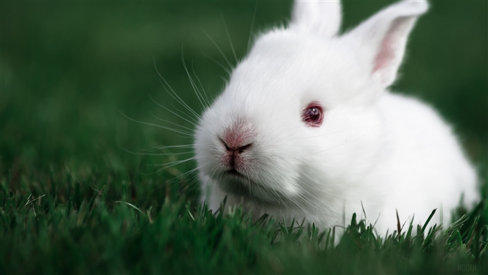 Cute White Rabbit in Grass 4K