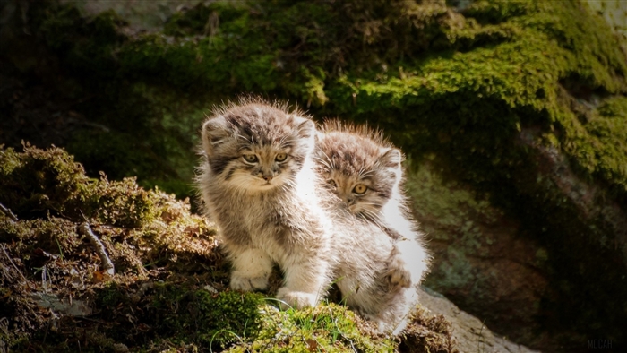 Two adorable Pallas's cat kittens in mossy forest
