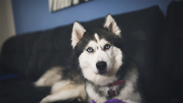 Siberian Husky with blue eyes on couch