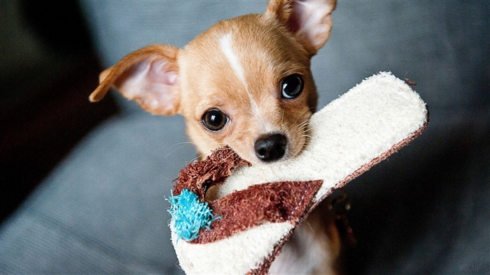 Chihuahua puppy holding a flip-flop