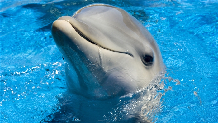 Cute Dolphin in Blue Water 4K