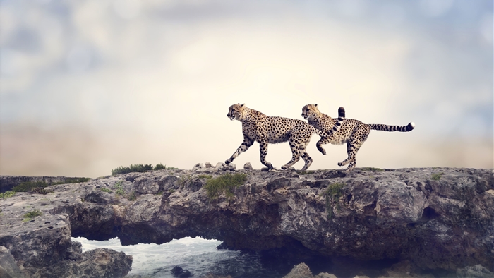 Two Cheetahs Running on Rocks Near Water 4K