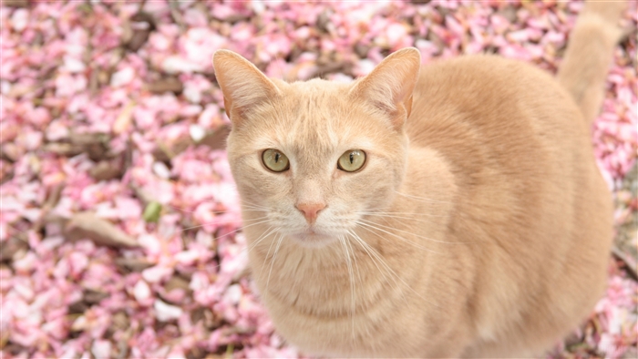 Orange cat sitting on pink flowers 4K