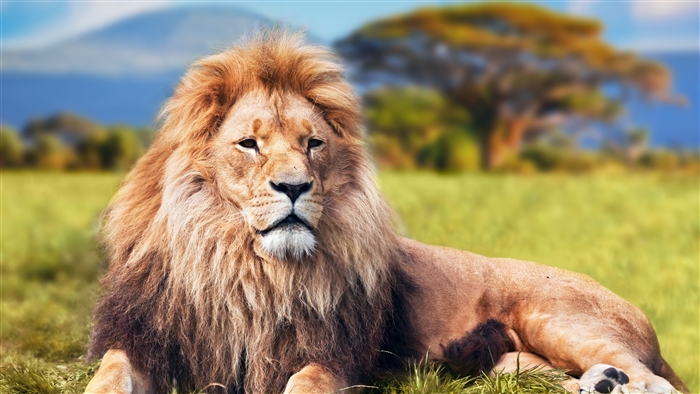Lion in a grassy field with trees and mountains