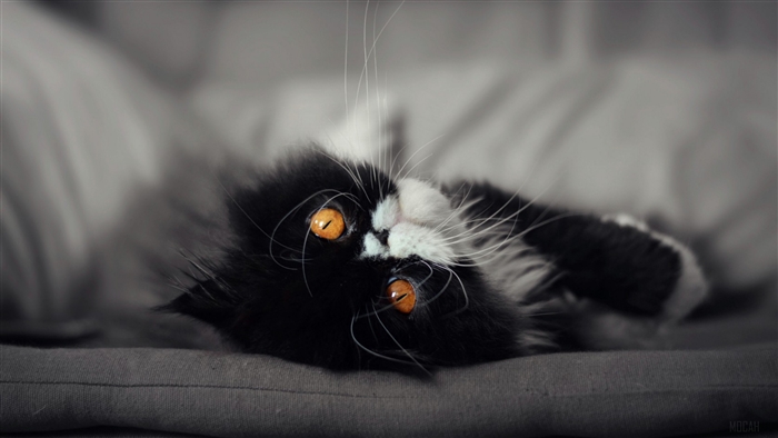 Black and white cat with orange eyes