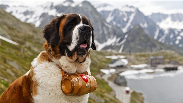 Saint Bernard dog with barrel in mountains 4K
