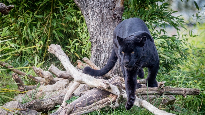 Black Panther walking in a forest