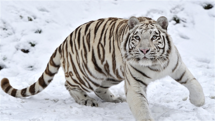 White Tiger in Snow 4K