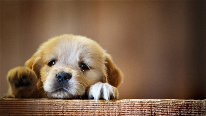 Golden Retriever Puppy 4K