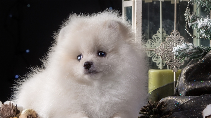 Cute White Pomeranian Puppy 4K