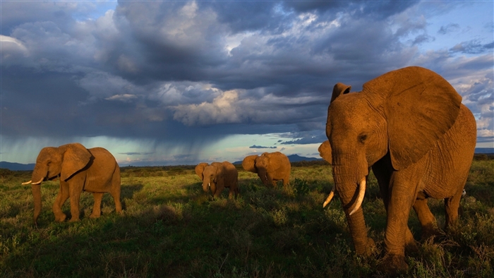 Elephants walking in a field under stormy skies 4K