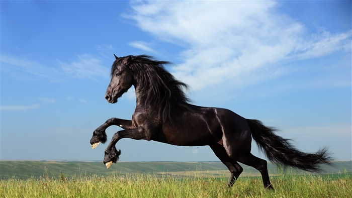 Black horse jumping in a field